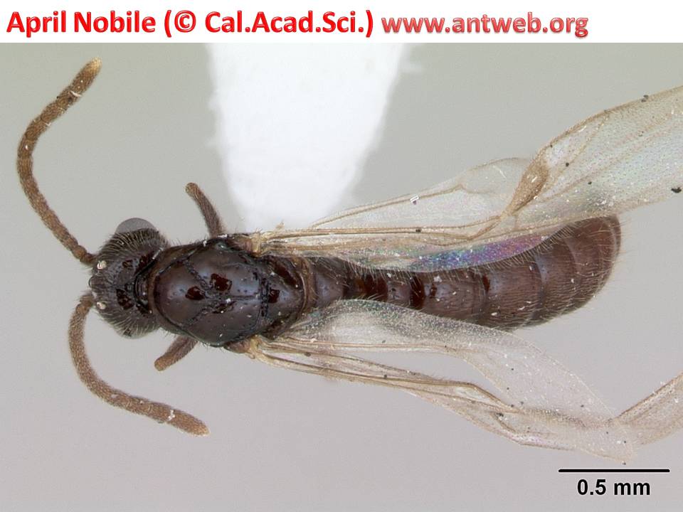 DORSAL DORSAL